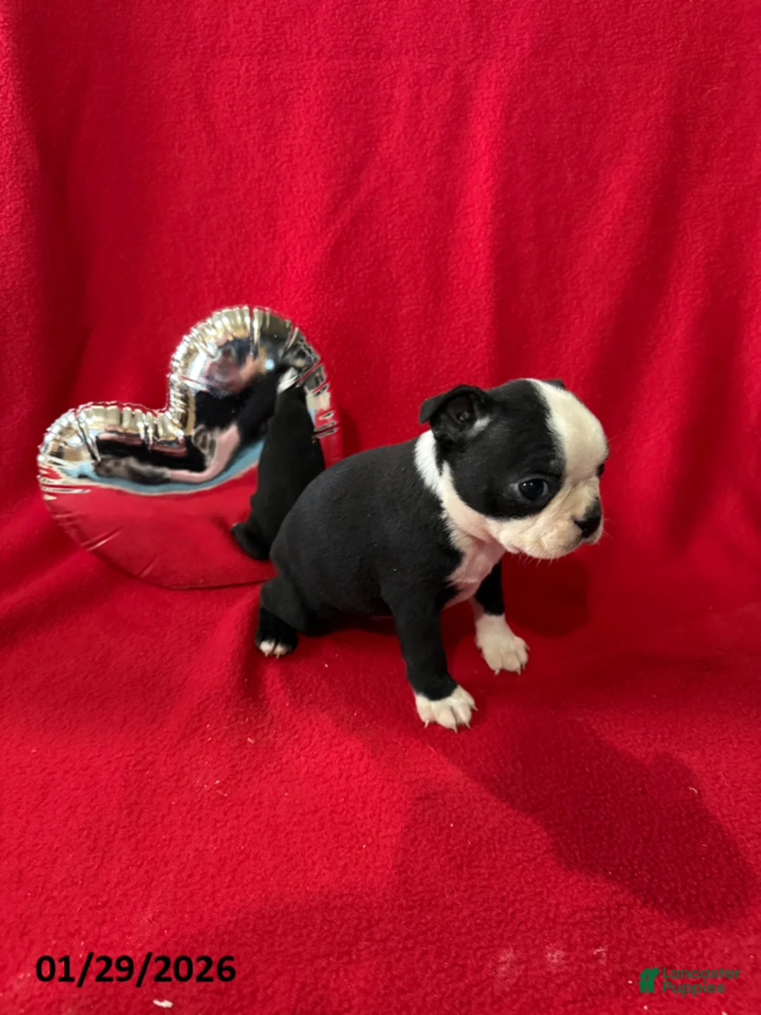 Boston Terrier dogs for sale: Hank - Ad 2