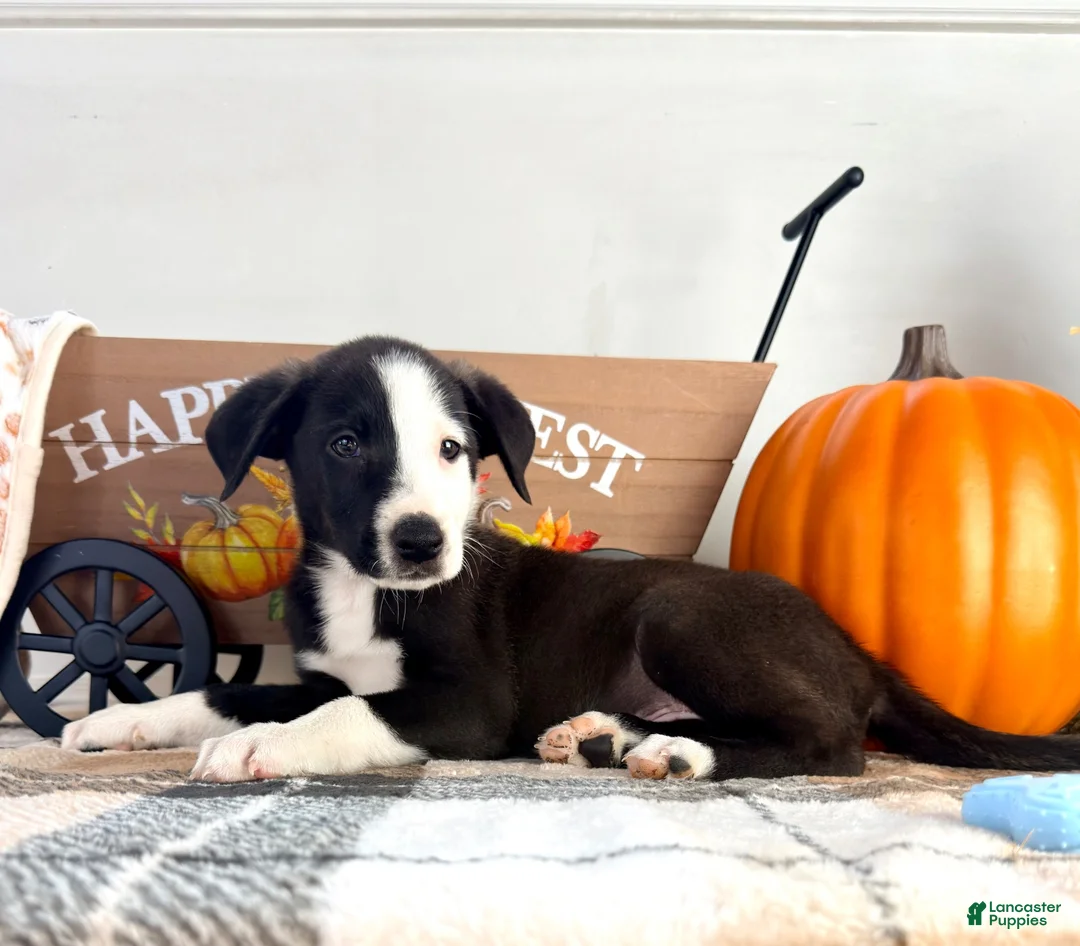 Border Collie dogs for sale: Cider - Ad 1