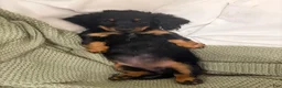 Dachshund dogs for sale: Adena - Ad 1
