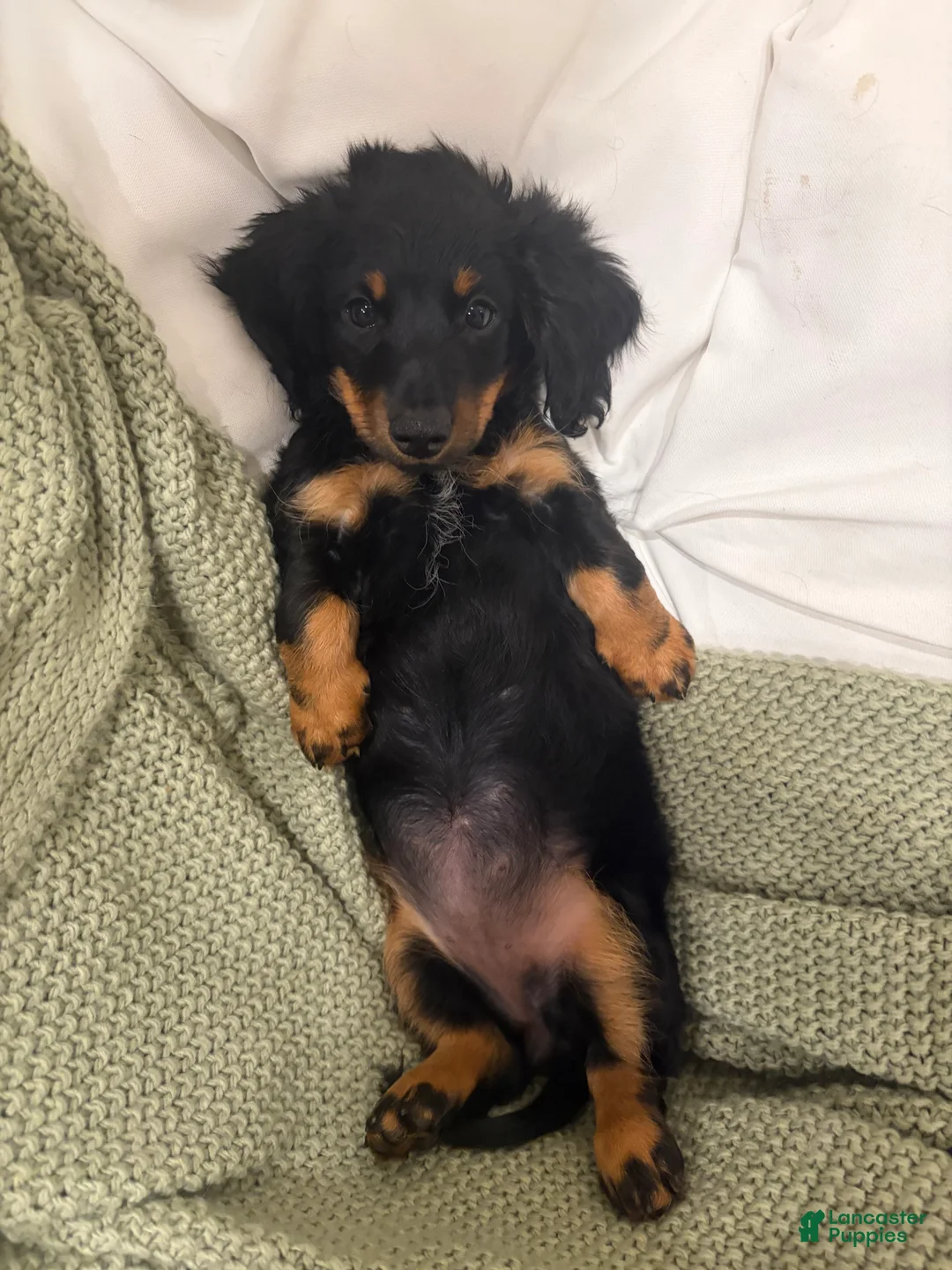 Dachshund dogs for sale: Adena - Ad 1
