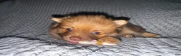 Pomeranian dogs for sale: Violet  - Ad 9