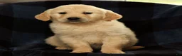 Golden Retriever dogs for sale: Shena - Ad 7