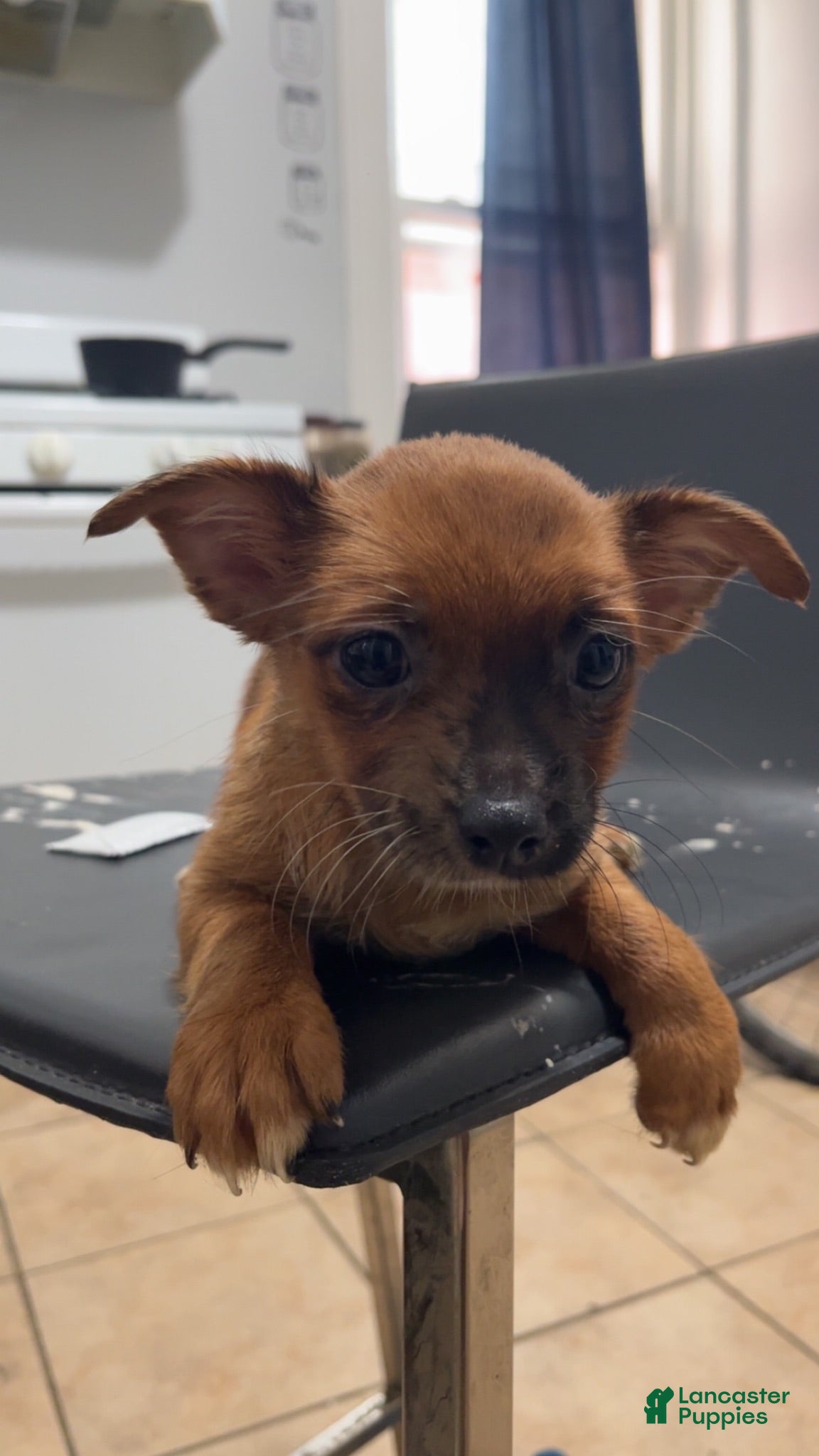 Mixed Breed dogs for sale: Joy - Ad 3