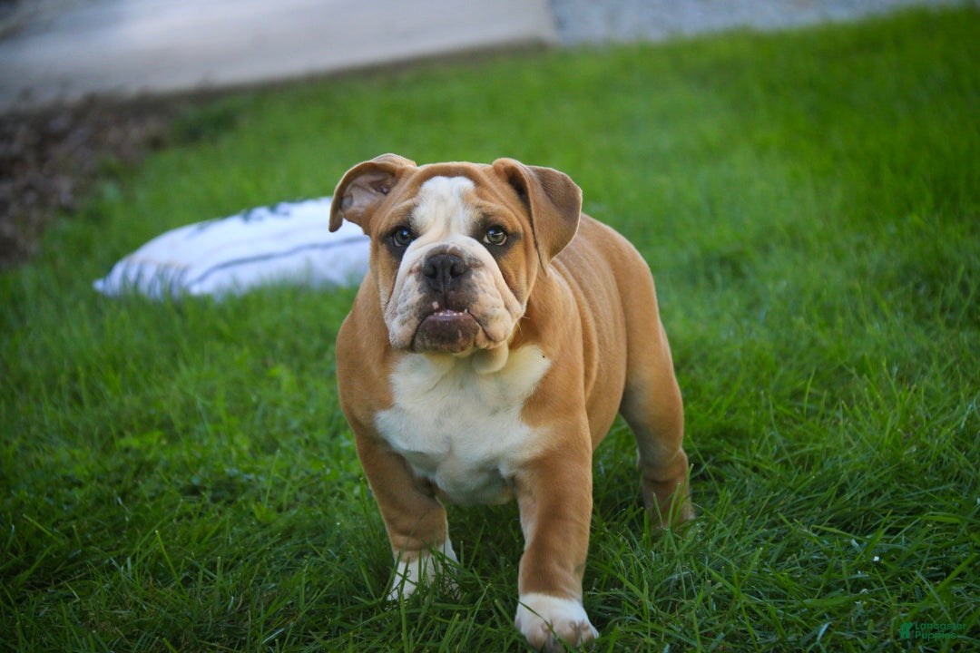 English Bulldog dogs Dream English Bulldog leash trained and crate training in progress - Ad 1