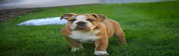 English Bulldog dogs for sale: Dream English Bulldog leash trained and crate training in progress - Ad 5