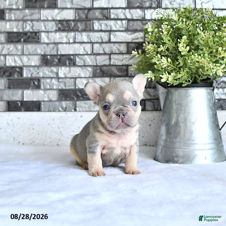 French Bulldog dogs Adora - Ad 2