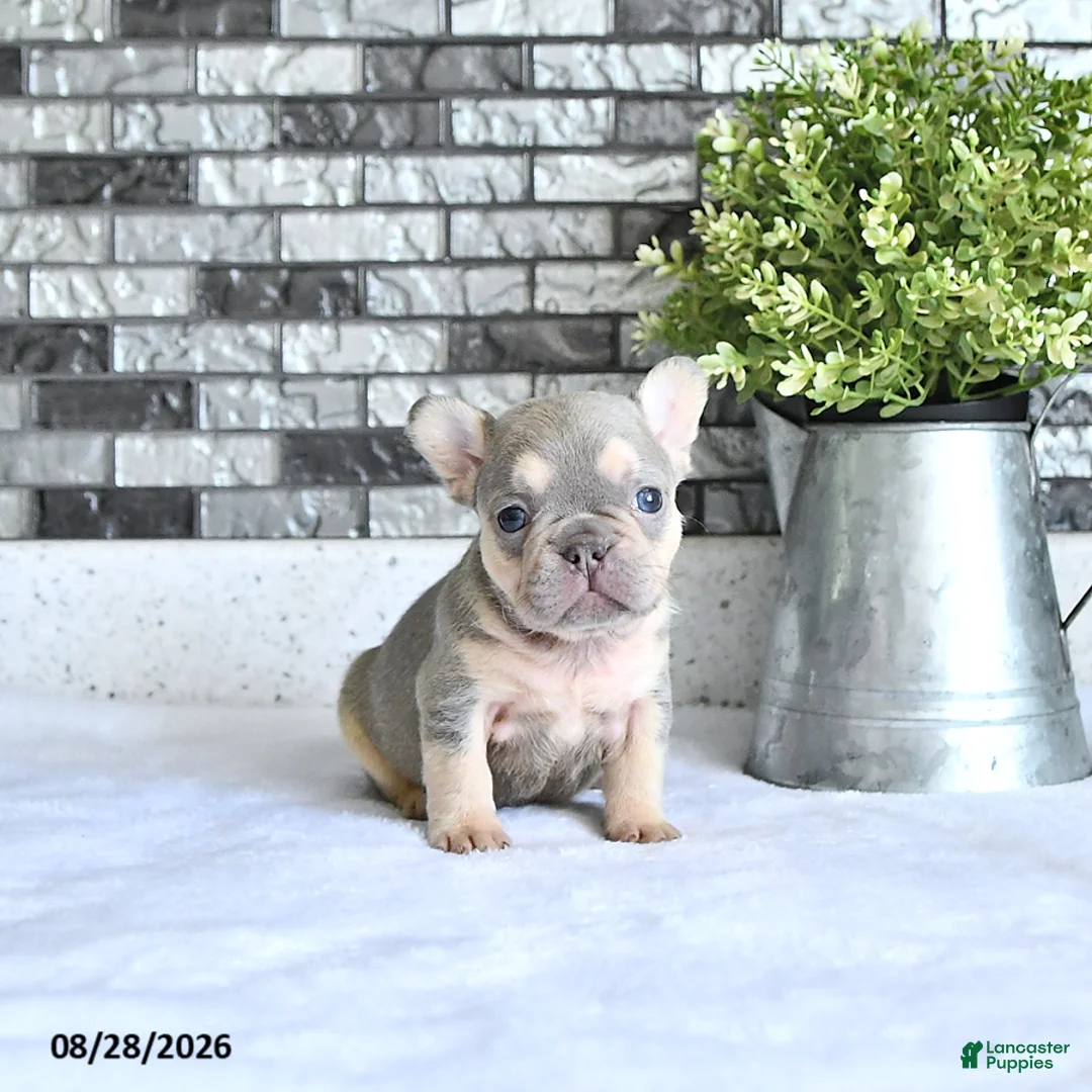 French Bulldog dogs for sale: Adora - Ad 2