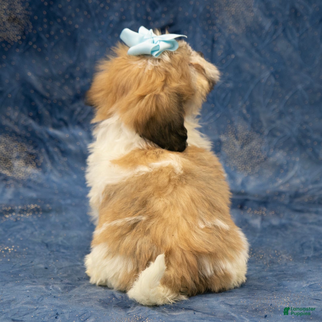 Havapoo dogs for sale: Willow - Ad 6