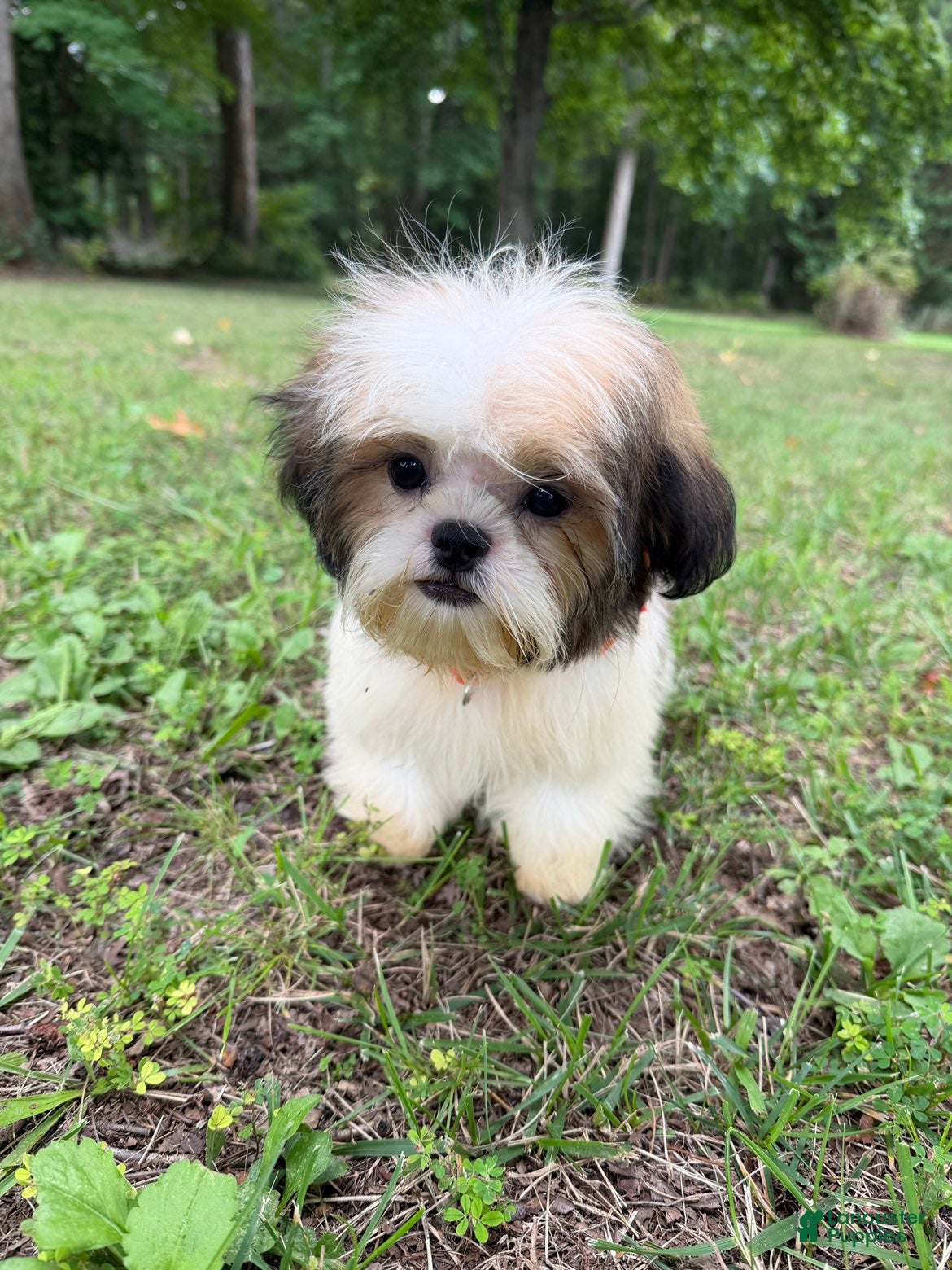 Shih Tzu dogs Prince - Ad 1