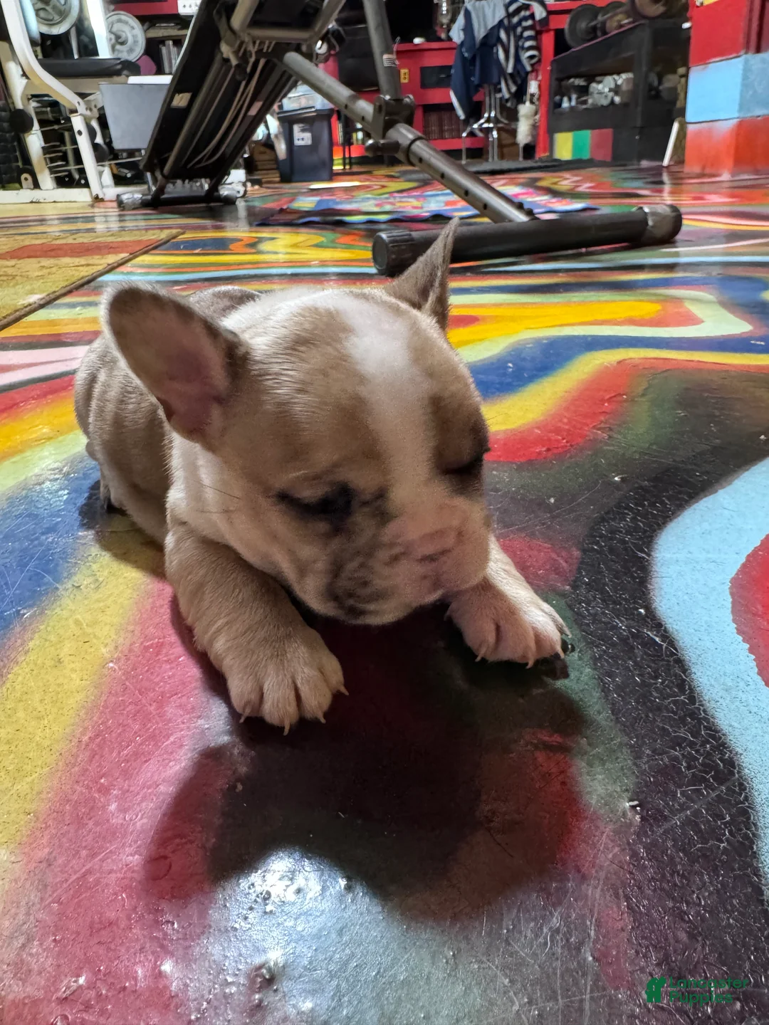 French Bulldog dogs for sale: French Bulldog Puppy 1 - Ad 2