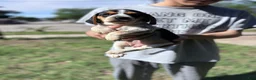 Beagle dogs for sale: Buttercup  - Ad 12