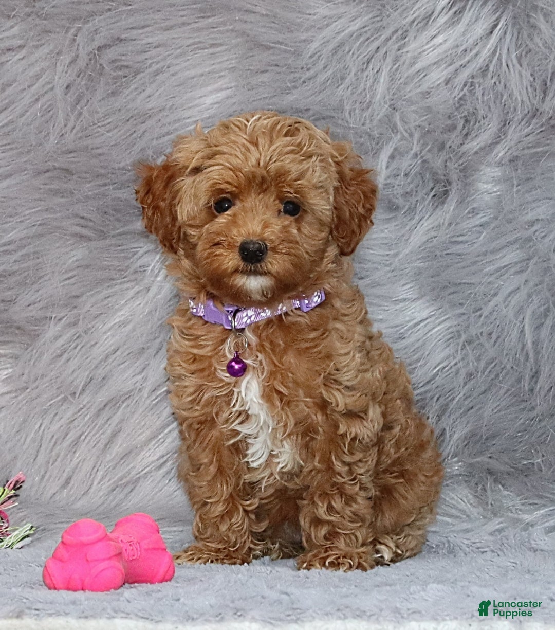 Havapoo dogs for sale: Eva 👨‍👨‍👧‍👦💞🐕 - Ad 2