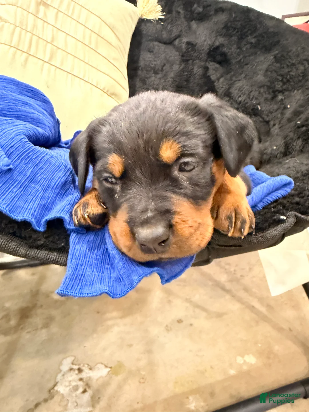 Rottweiler dogs for sale: Rottweiler Puppy 1 - Ad 27