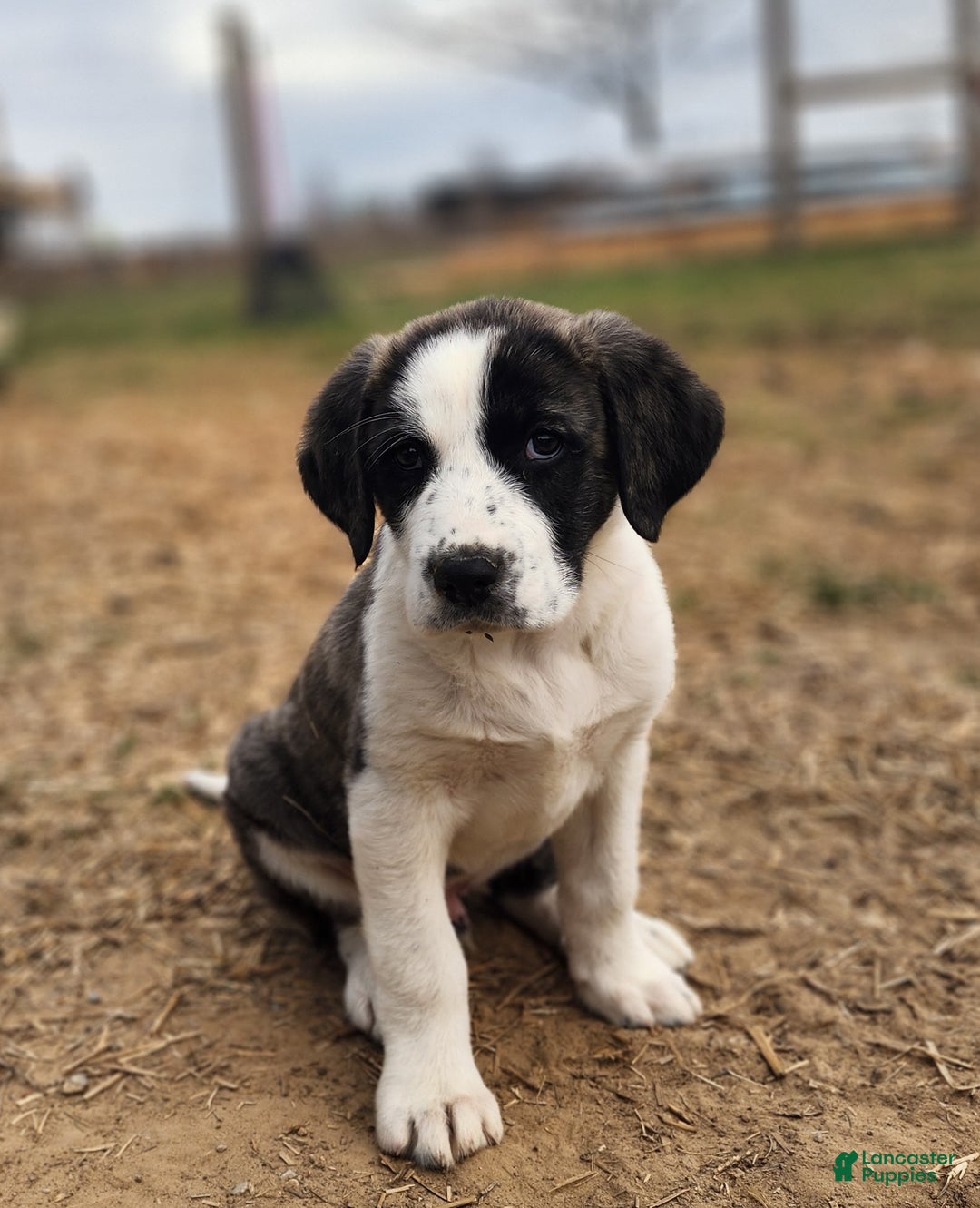Anatolian Shepherd dogs for sale: AKC Blue 2025 M2 ASD puppy - Ad 11