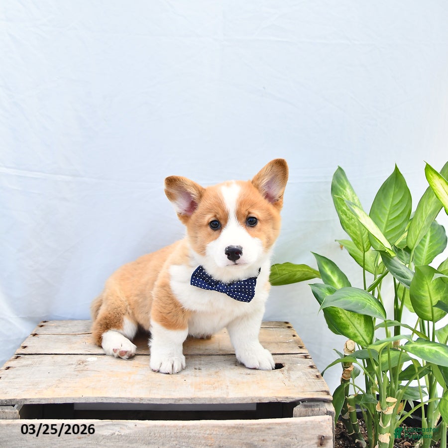 Welsh Corgi Pembroke dogs Moose - Ad 2