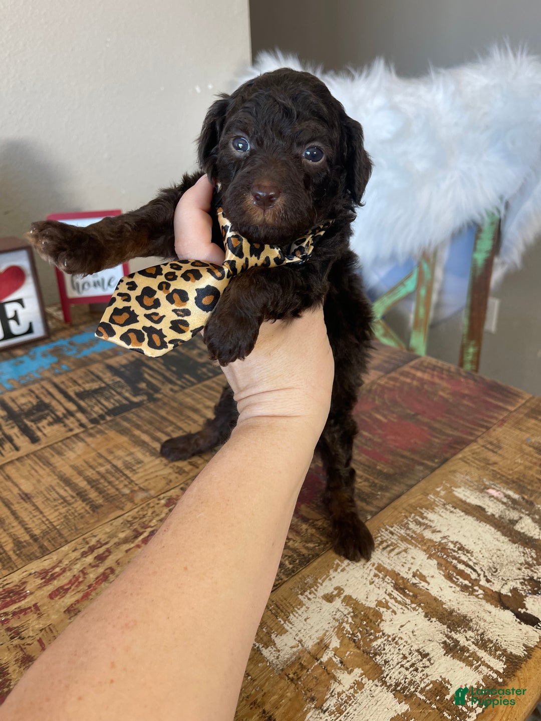 Miniature Poodle dogs for sale: Akc Clear Chocolate Phantom  - Ad 8