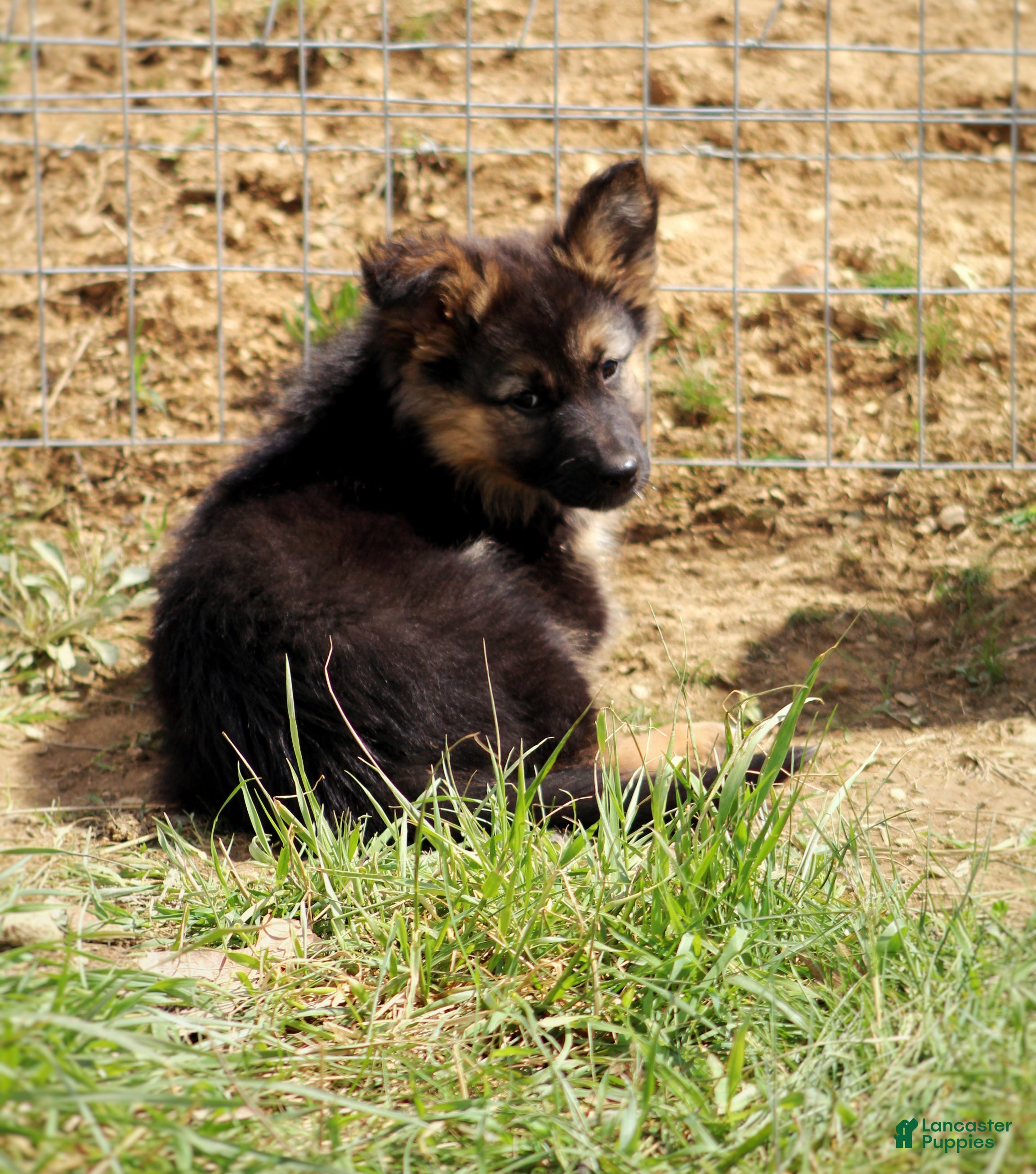 Mixed Breed dogs Denver  - Ad 2