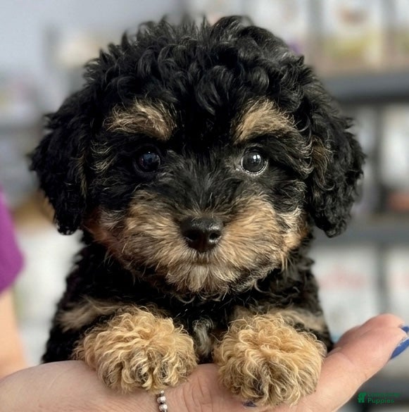 Toy Poodle dogs Akc teacup phantom female - Ad 2