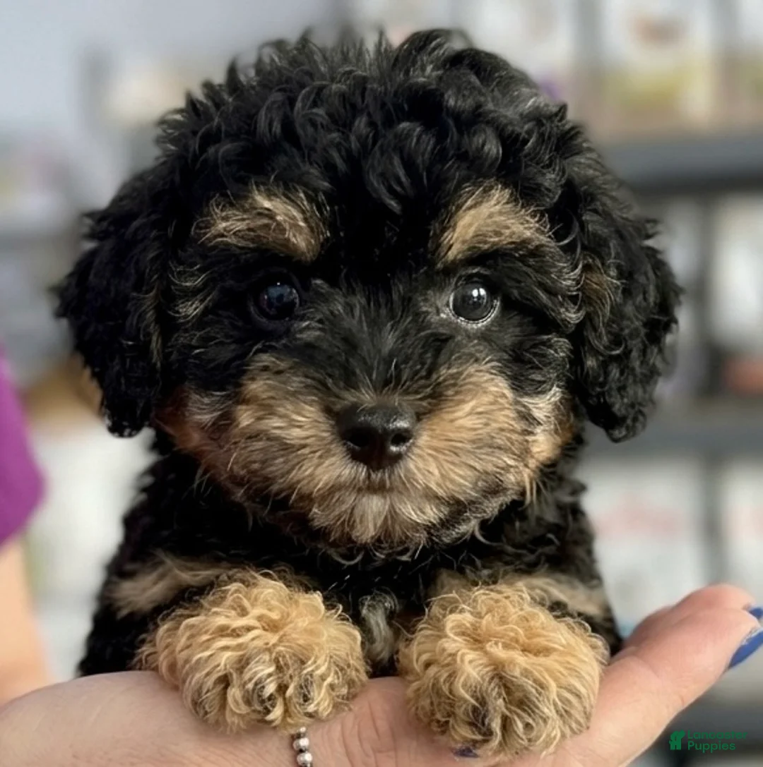 Toy Poodle dogs for sale: Akc teacup phantom female - Ad 2