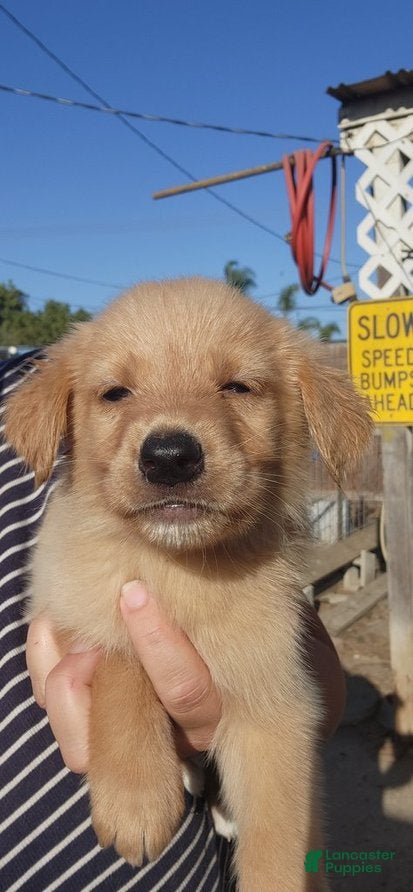 Golden Shepherd dogs for sale: Biscuit - Ad 2