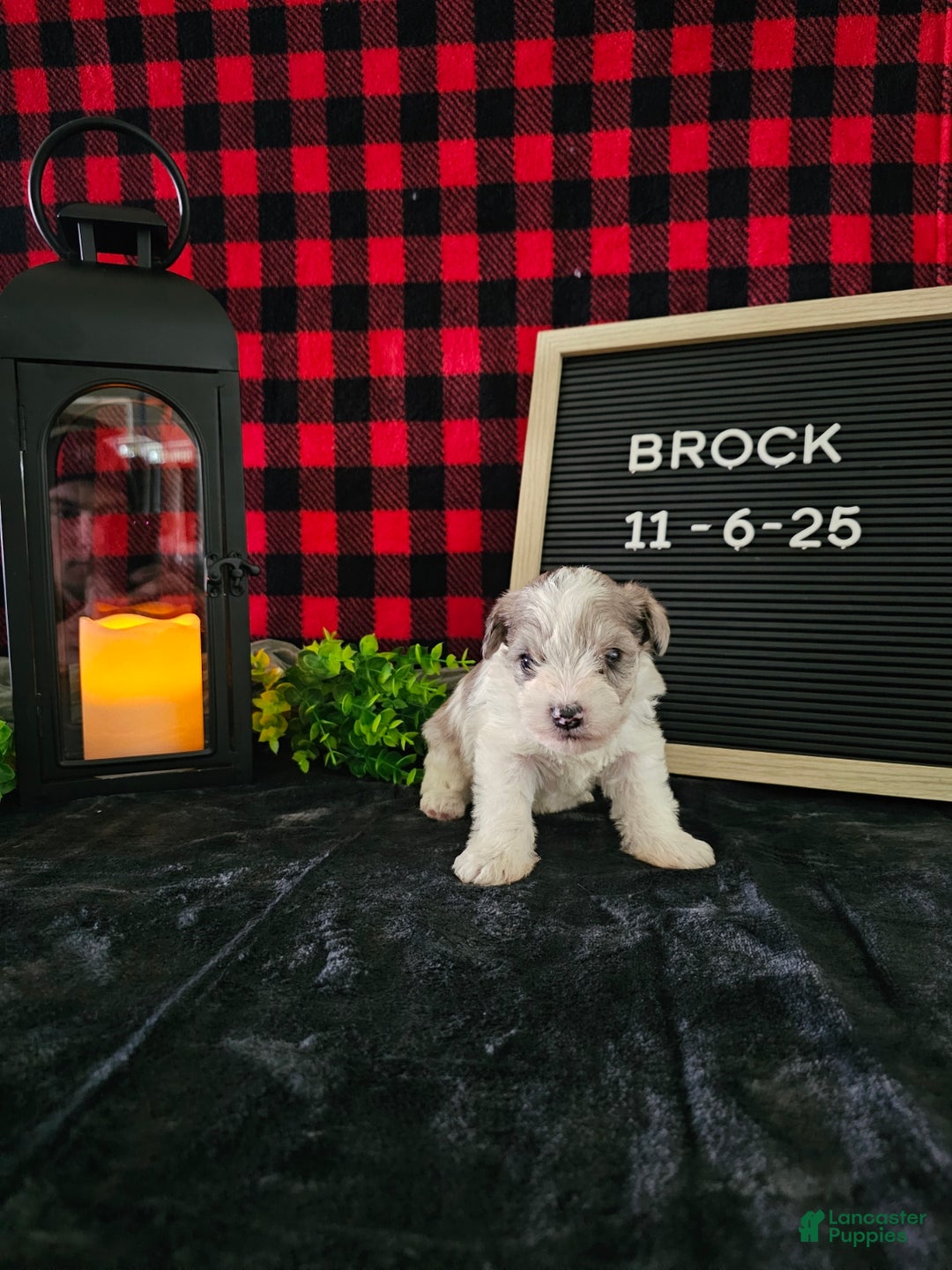 Miniature Schnauzer dogs for sale: Brock - Ad 2
