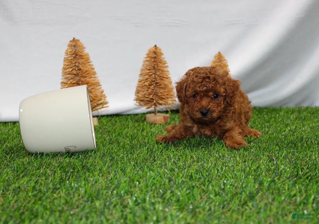 Toy Poodle dogs for sale: AKC Baxter (tiny) - Ad 5