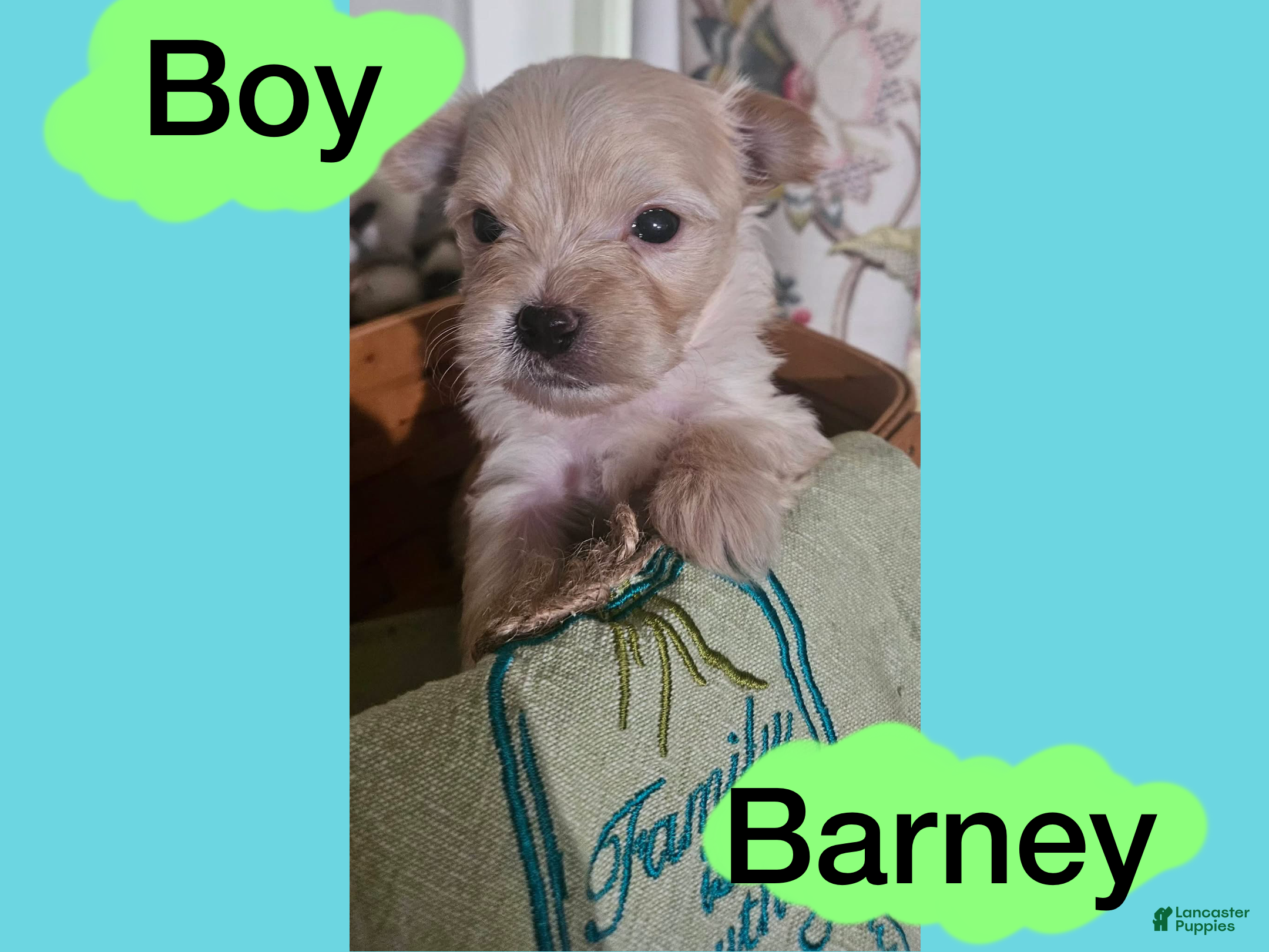 Morkie dogs Morkie Puppy 2 - Ad 33