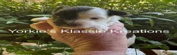 Yorkshire Terrier dogs for sale: ELSEIGH - Ad 5