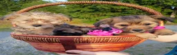 Chorkie dogs for sale: Chorkie Puppy 1 - Ad 3