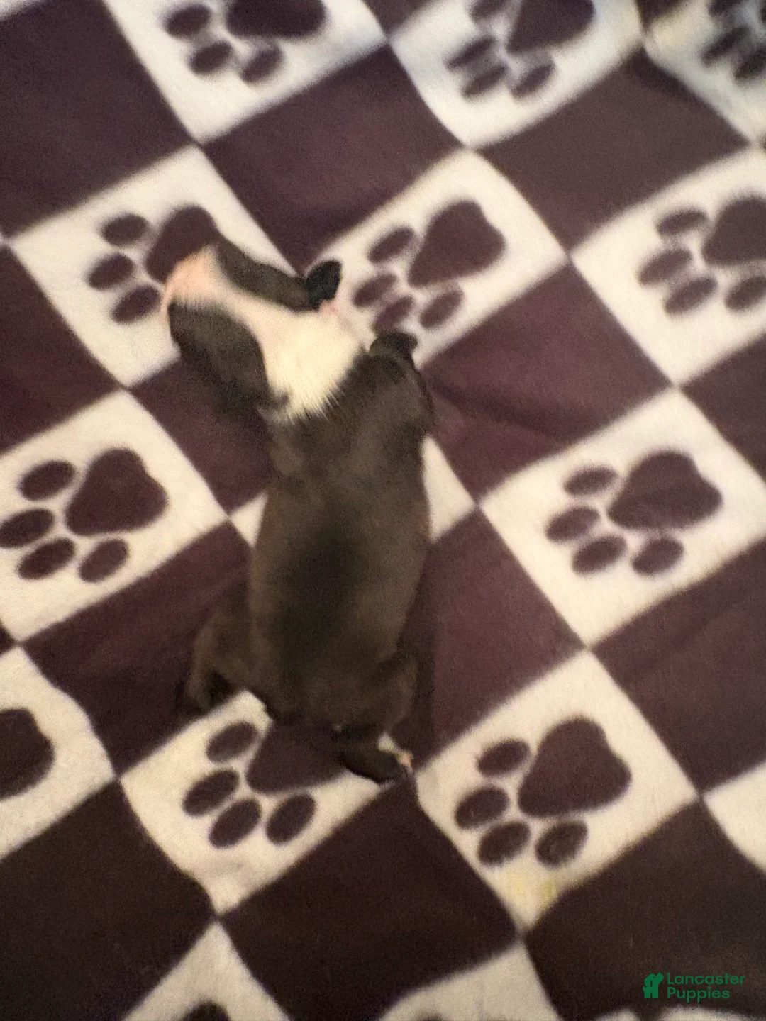 Boston Terrier dogs for sale: Doc-Brindle & White - Ad 2