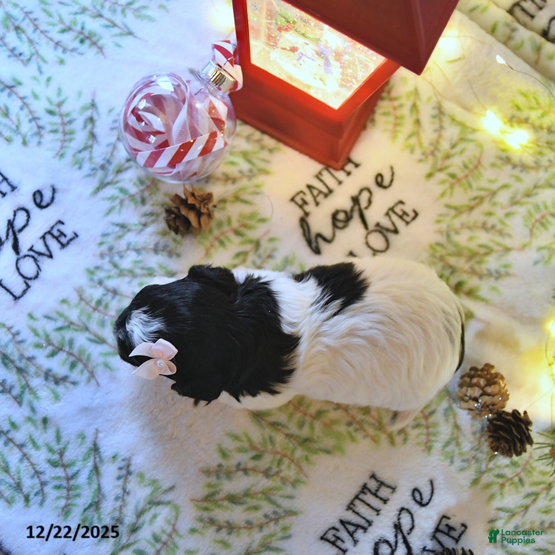 Havapoo dogs for sale: Elsa - Ad 4