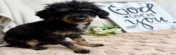 Toy Poodle dogs for sale: Buddy - Ad 6