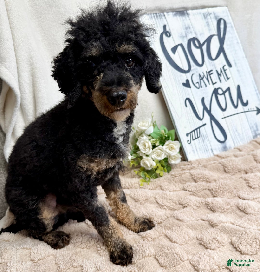 Toy Poodle dogs for sale: Buddy - Ad 6