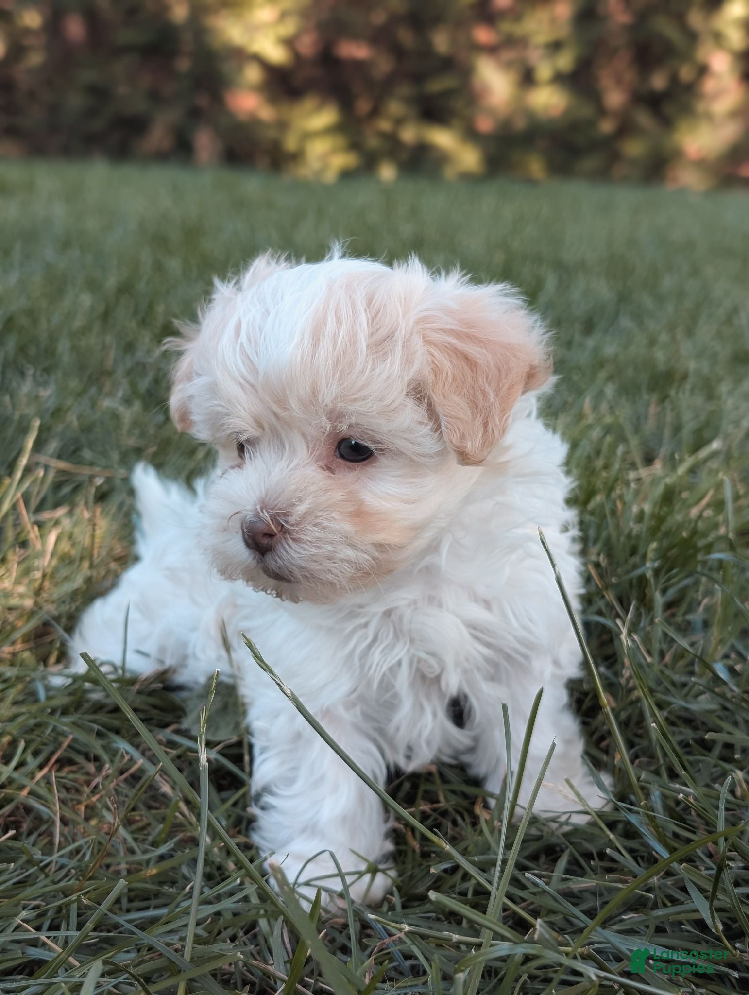 Havanese dogs Pico - Ad 2