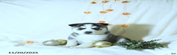 Siberian Husky dogs for sale: Jimbo - Ad 3