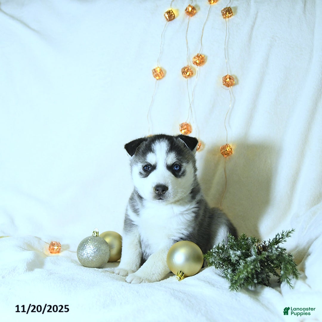 Siberian Husky dogs for sale: Jimbo - Ad 3