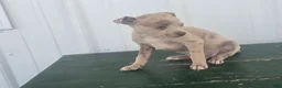 Chihuahua dogs for sale: Chihuahua Puppy 6 monica - Ad 8