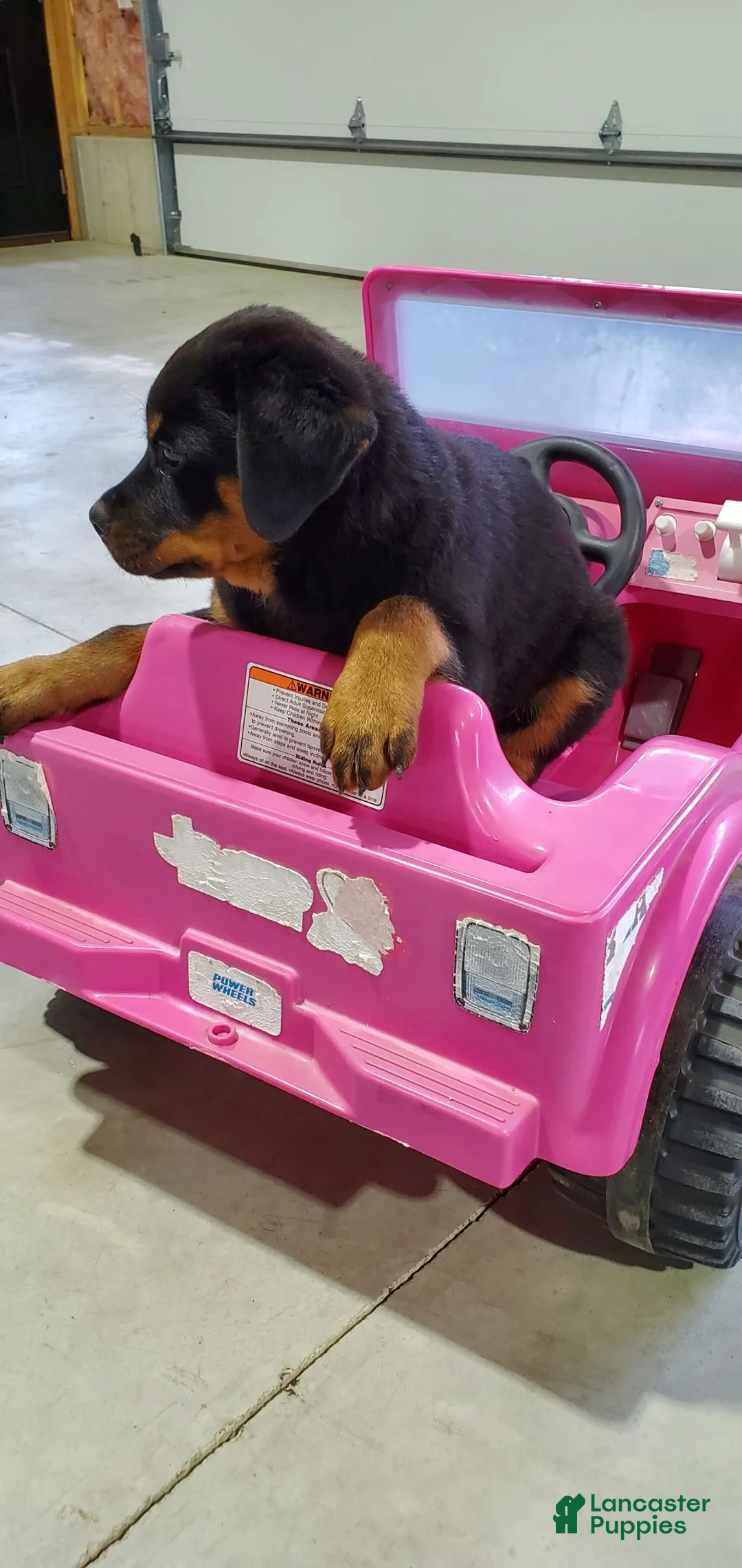 Rottweiler dogs for sale: Molly - Ad 2