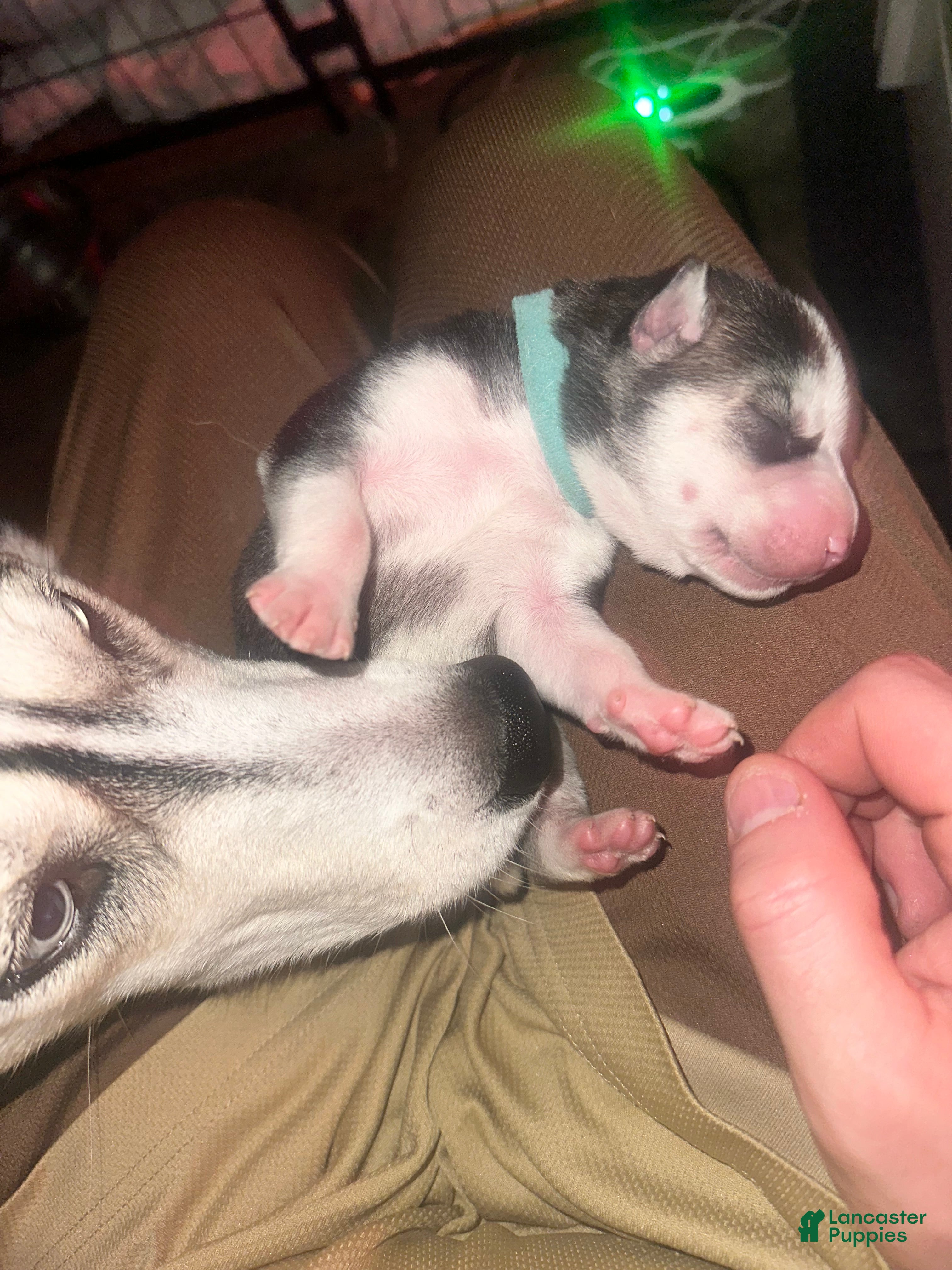 Siberian Husky dogs Twilight  - Ad 2