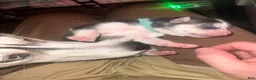 Siberian Husky dogs for sale: Twilight  - Ad 2