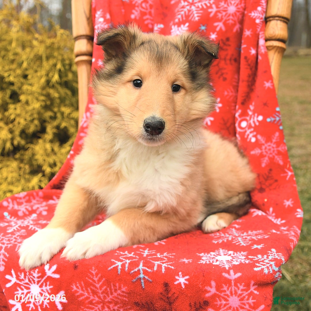 Collie dogs for sale: Ivy - Ad 3
