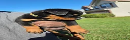 Rottweiler dogs for sale: Rottweiler 4 - Ad 3