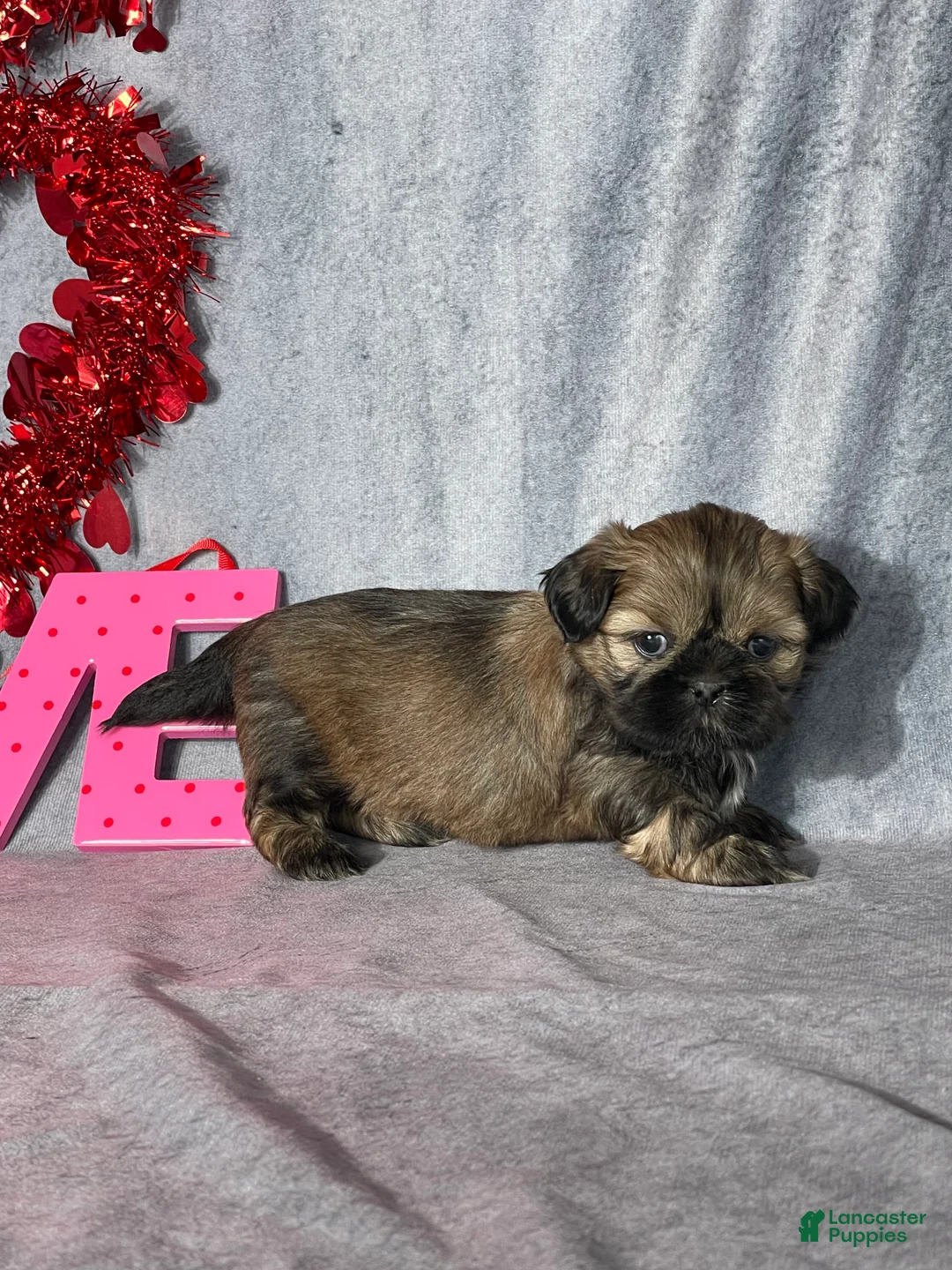 Shih Tzu dogs for sale: Theo - Ad 3