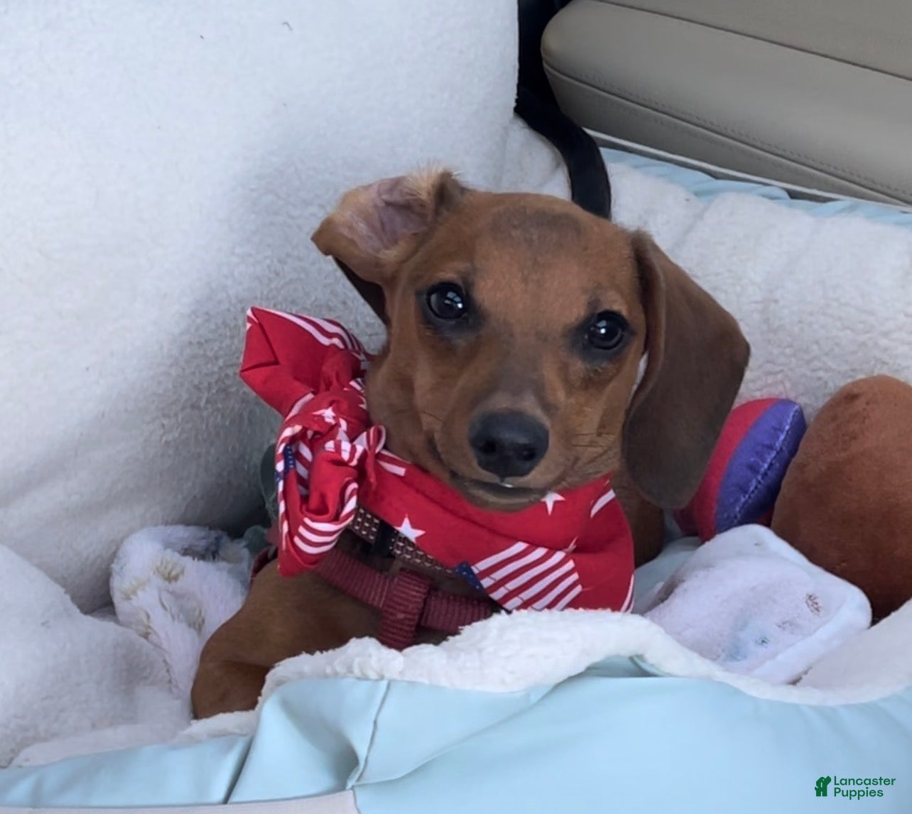 Miniature Dachshund dogs Geralt (like Gary, Gare+ ult) - Ad 2