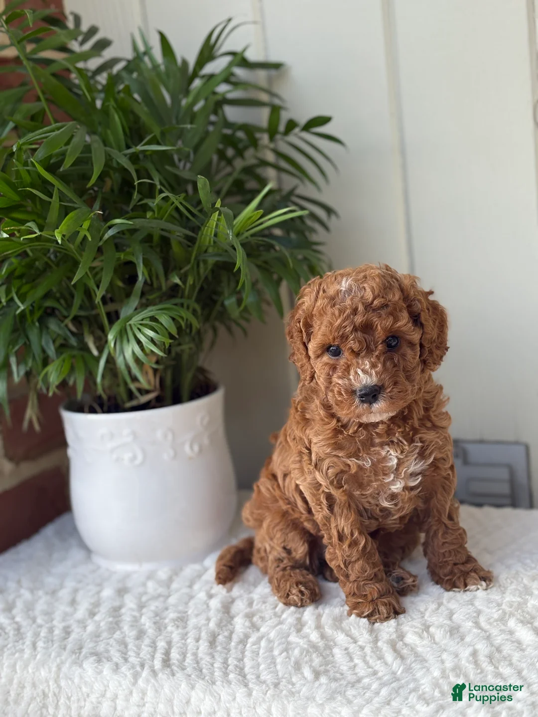 Cockapoo dogs for sale: Cockapoo Puppy 2 Annie - Ad 2