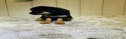 Rottweiler dogs for sale: Rottweiler 6 - Ad 10