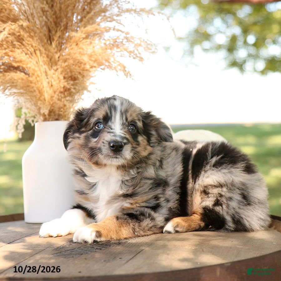 Miniature Australian Shepherd dogs for sale: Fito - Ad 1