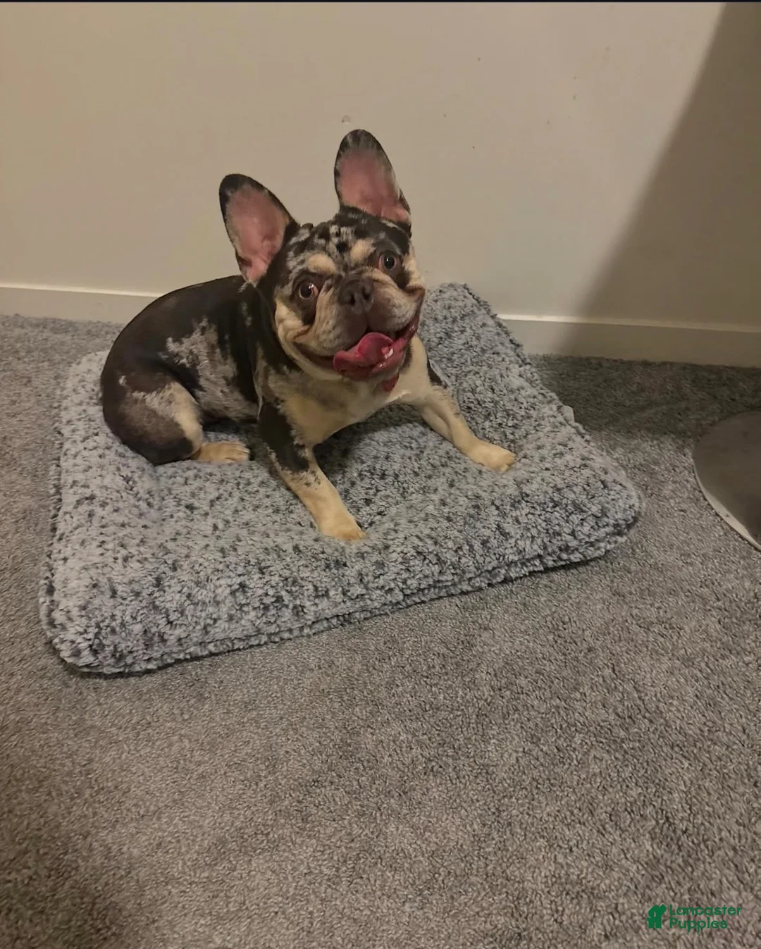 French Bulldog dogs for sale: French Bulldog 1 - Ad 1