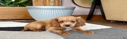 Mixed Breed dogs for sale: Cockapoo/Cavapoo female 2  - Ad 1