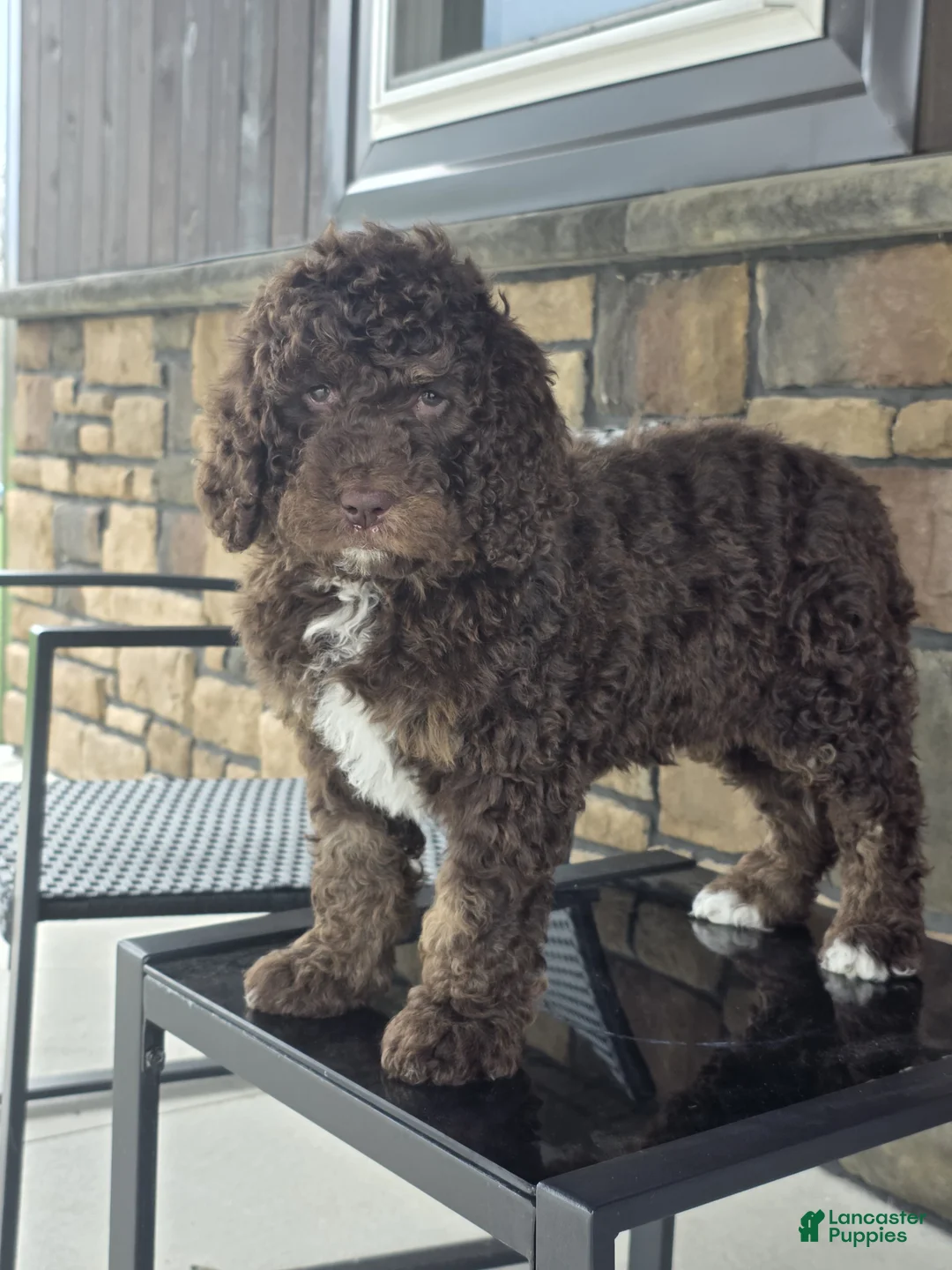 Newfypoo dogs for sale: Willow - Ad 2
